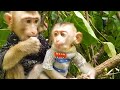 The monkey brothers are so cute we should love them