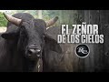 🔥✈️ Toro El Zeñor de Los Cielos Rancho Copal | RysolTV