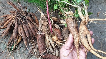 Tìm Sâm Thiên Môn" Bắt Gặp Rất Nhiều Loại Cây Quý 