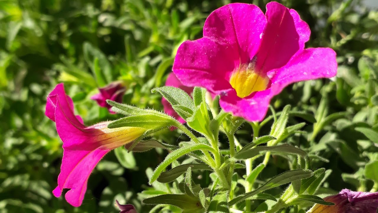 Petunya Bakımı / uzun ömürlü bitkiler için bu bakım ilk baharda yapılmalı...