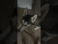 Husky can’t get through the door with the stick #trending #husky