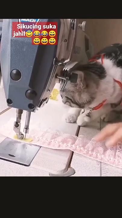sikucing suka jahil😇😂😂😂😂😂