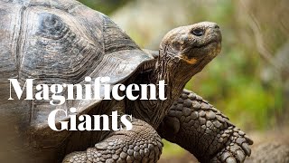 The Magnificent Giants | Discovering Earth's Biggest Tortoises