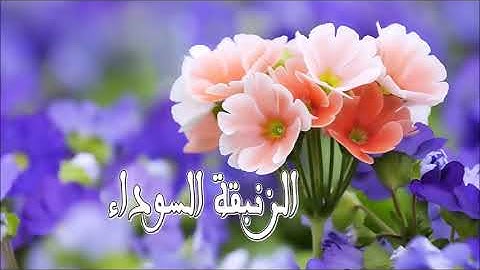 سورة الحشر كاملة بصوت الشيخ عبد الباسط عبد الصمد