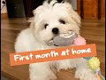 First month with a Maltese puppy | How to care for your puppy? | Cute