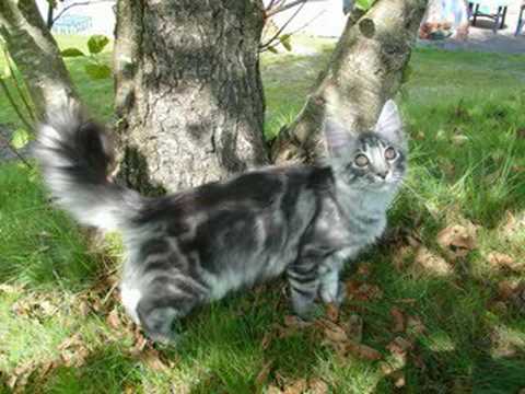 chat maine coon , chatterie www.levaldenoali...