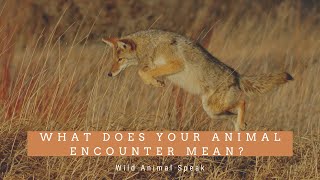 COYOTE Encounter Symbolism - What Does it Mean?