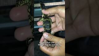 COD SALVA - BIAWAK