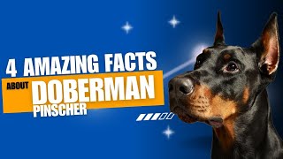 4 Amazing Facts about Doberman Pinscher| must watch | information about loyal dogs