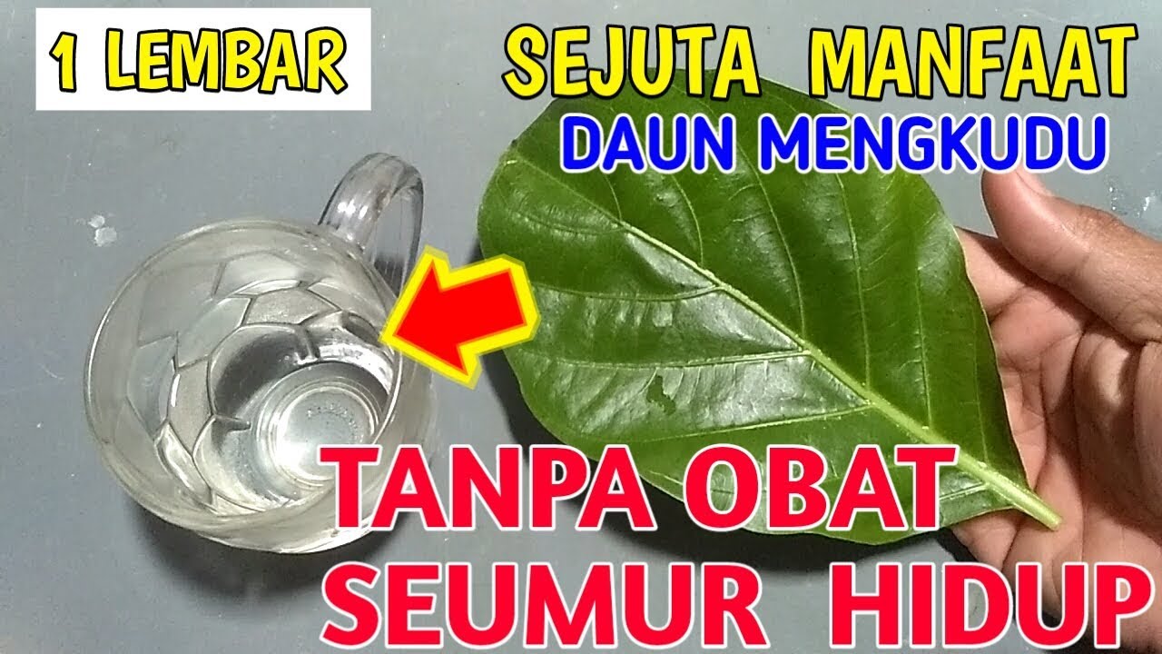 Cara Membesarkan Payudara Dan Mengencangkan Dengan Bahan Alamiiitips Membesarkan Payudara Alami Youtube