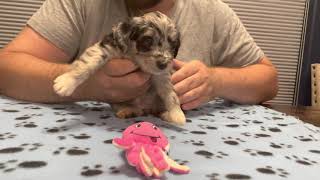 Aussie Doodles Puppies For Sale in San Angelo, TX