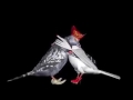 Je Veux Danser Zouk Je Veux Danser Zouk