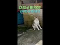 Cats of MEXICO!