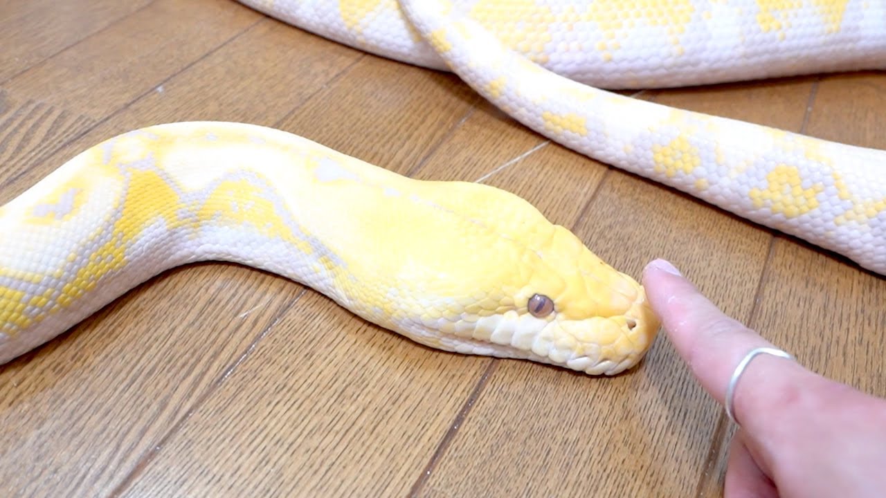 白ヘビの脱皮した皮 白ヘビの脱皮した皮 白ヘビの脱皮した皮