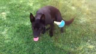 Nox - Australia kelpie 9 months old - playing in the backyard by Nox M 177 views 9 years ago 13 seconds