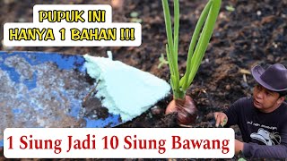 How to Multiply Shallot Bulbs ‼️One clove turns into 10 cloves‼️