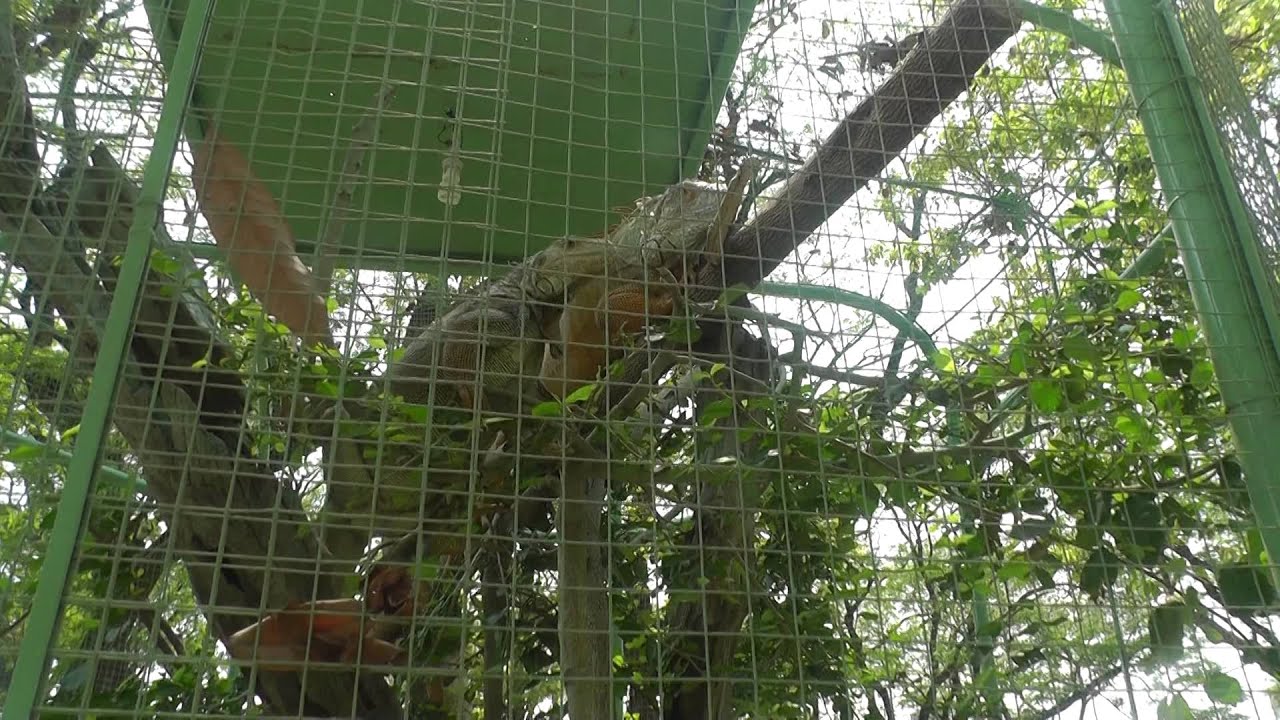 Indo-Chinese Forest Lizards, Fort Surasi Zoo, Kanchanaburi - YouTube