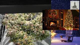 1 Week Until Christmas - Are You Ready?