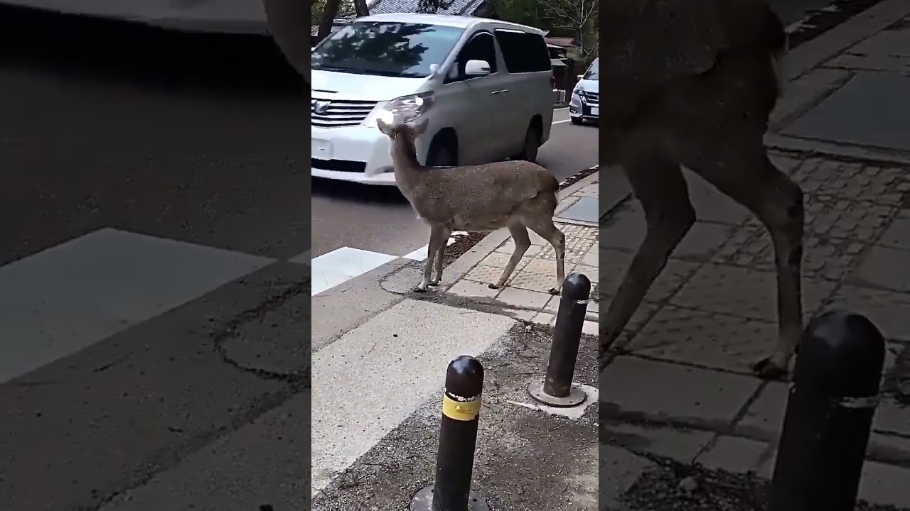 "🦌🚦 When in Nara, even the deer wait for traffic! Such respect! 