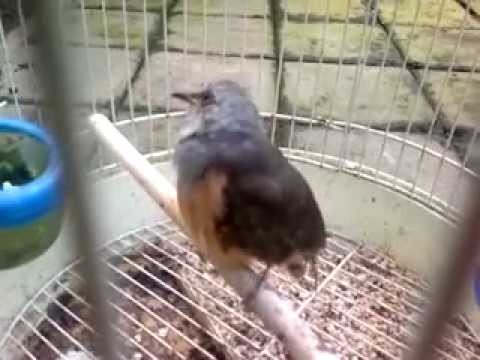 Menjinakkan Burung Kedasih Dengan Jangkrik Dan Ulat By Putoe Soemi