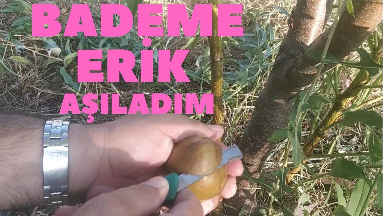 BADEMLERE ERİK AŞILADIM!!!  ( 33 )