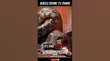 Python vs Crocodile: Real Jungle Kill Caught on Camera #shorts #wildlife #savariswild