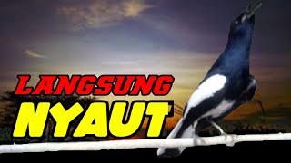 TERAPI KACER NGEPLONG MEMANGGIL KACER APASAJA AGAR CEPAT BUNYI LANGSUNG NYAUT GACOR