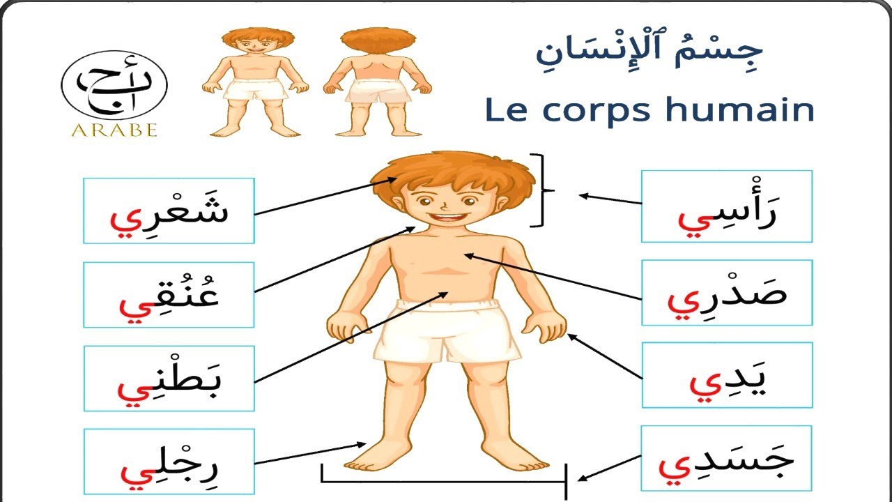 le corps humain جسم الانسان