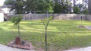 Desert Willow & Plumeria Tree Growth - Time Lapse (140 days - 2021)