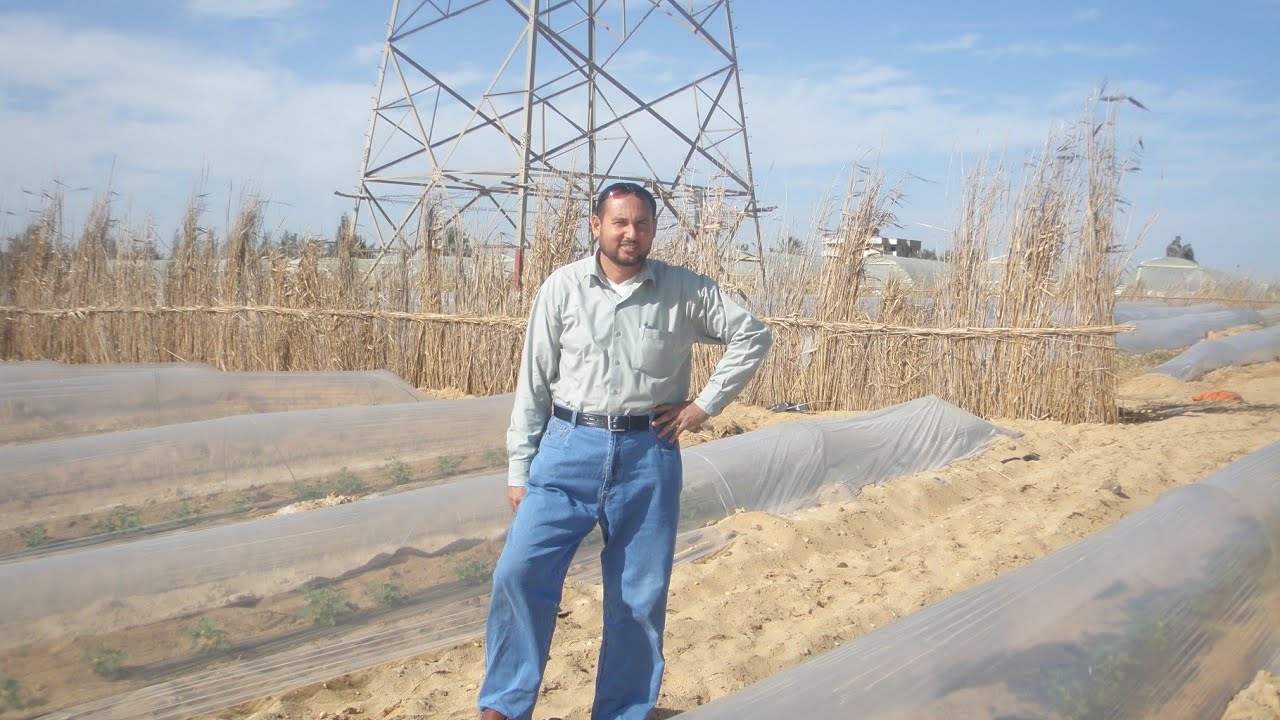 دراسة جدوي الطماطم تحت الإنفاق البلاستيكية م أسعد الفقي 01090855418