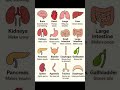 Body Internal Parts ain English Learn English Easily | Daily Spoken English