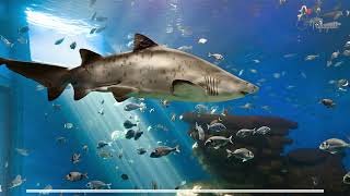 Artis Royal Zoo, Amsterdam Guide - What to do, When to visit, How to reach, Cost Tripspell
