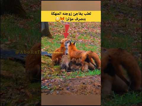 ثعلب يفاجئ زوجته المنهكة بتصرف مؤثر ثعلب