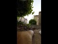 See the World Through a Cat's Eyes | Cat POV Cam Live