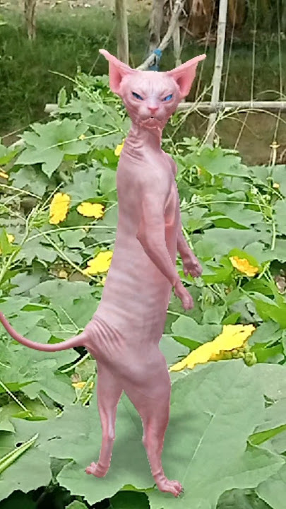 #Billi ke liye#mahua ke upar#Delhi ka video#makeup ke bad#cute Billi dance#