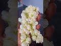 గుండుమల్లేలు tag your favourite flower 🌼🌼