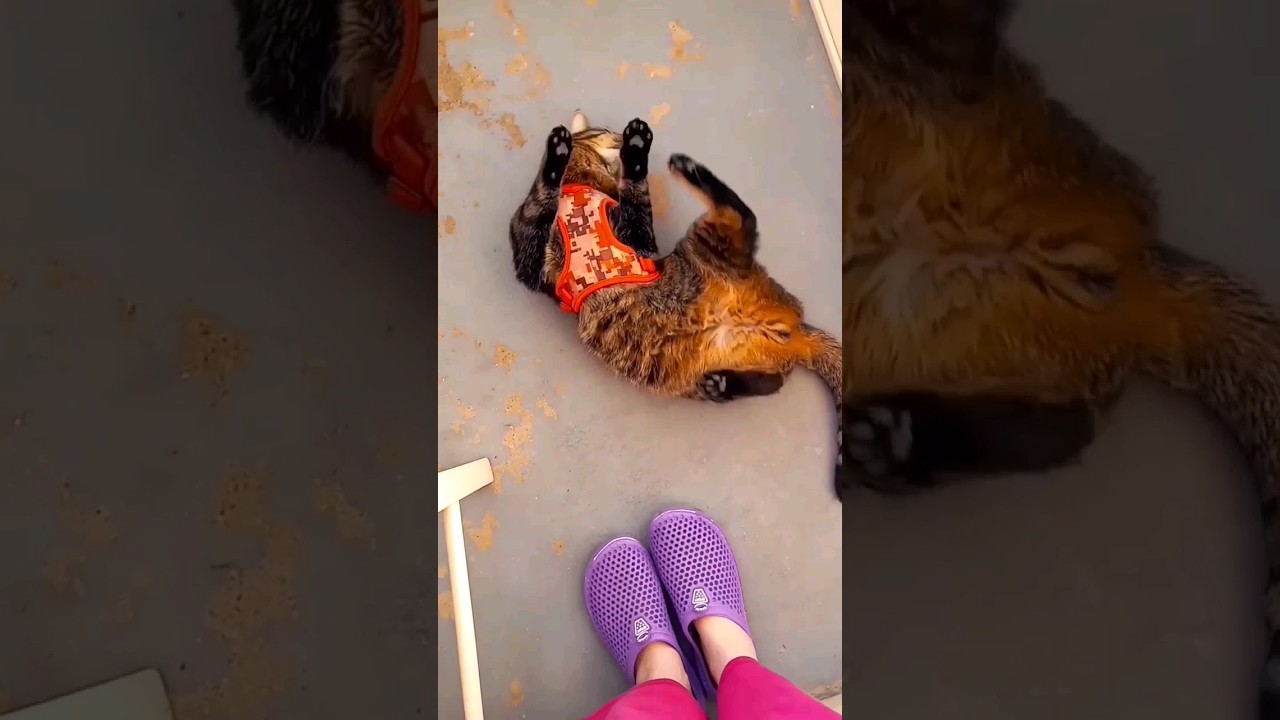 Cat learning to walk with harness and leash!! 😊💜 (Mr. Kitty) 