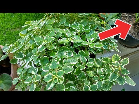 Vídeo: Ficus (73 Fotos): Què és? Com és Una Flor D’interior? Cura De Les Plantes A Casa. És Verinós?