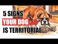 5 Signs Your Dog Is Territorial And How To Help Them