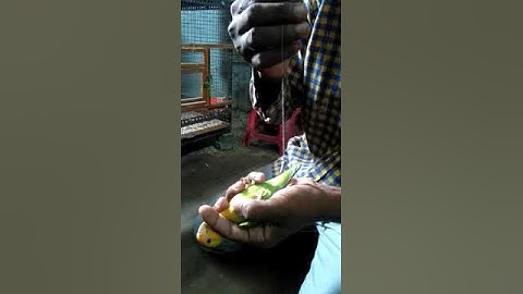 GENDER IDENTIFICATION | PART 2 | PETSJUNCTION