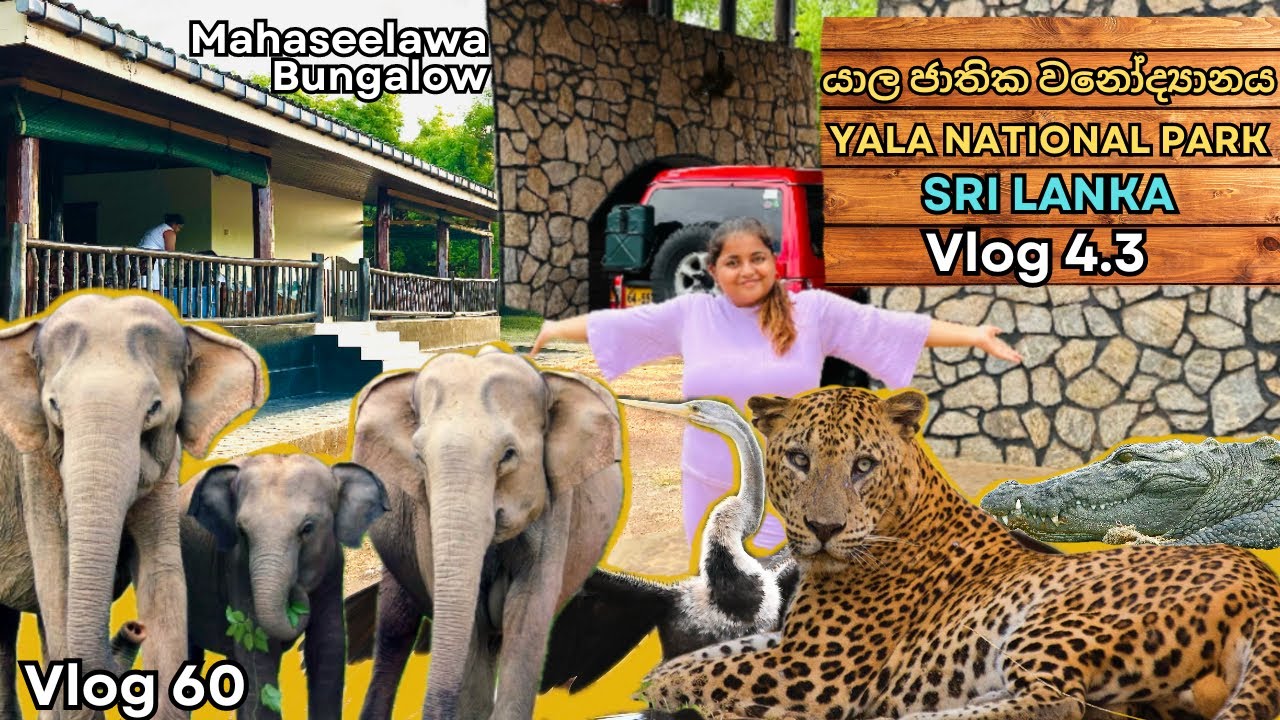 Yala National Park 4.3 | යාල ජාතික වනෝද්‍යානය | ඔයාලා මීට කලින් මෙච්චර උසක ඉන්න වලහෙක් දැකලා තියෙනවද