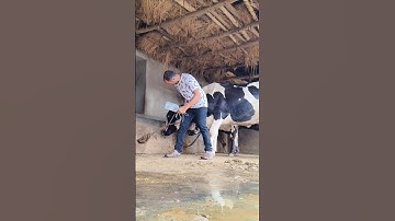 How to infuse intravenous dextrose in jugular vein in a cow#iv saline setting kaise kare