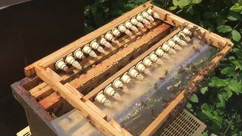 Extra queen cells from the finisher!