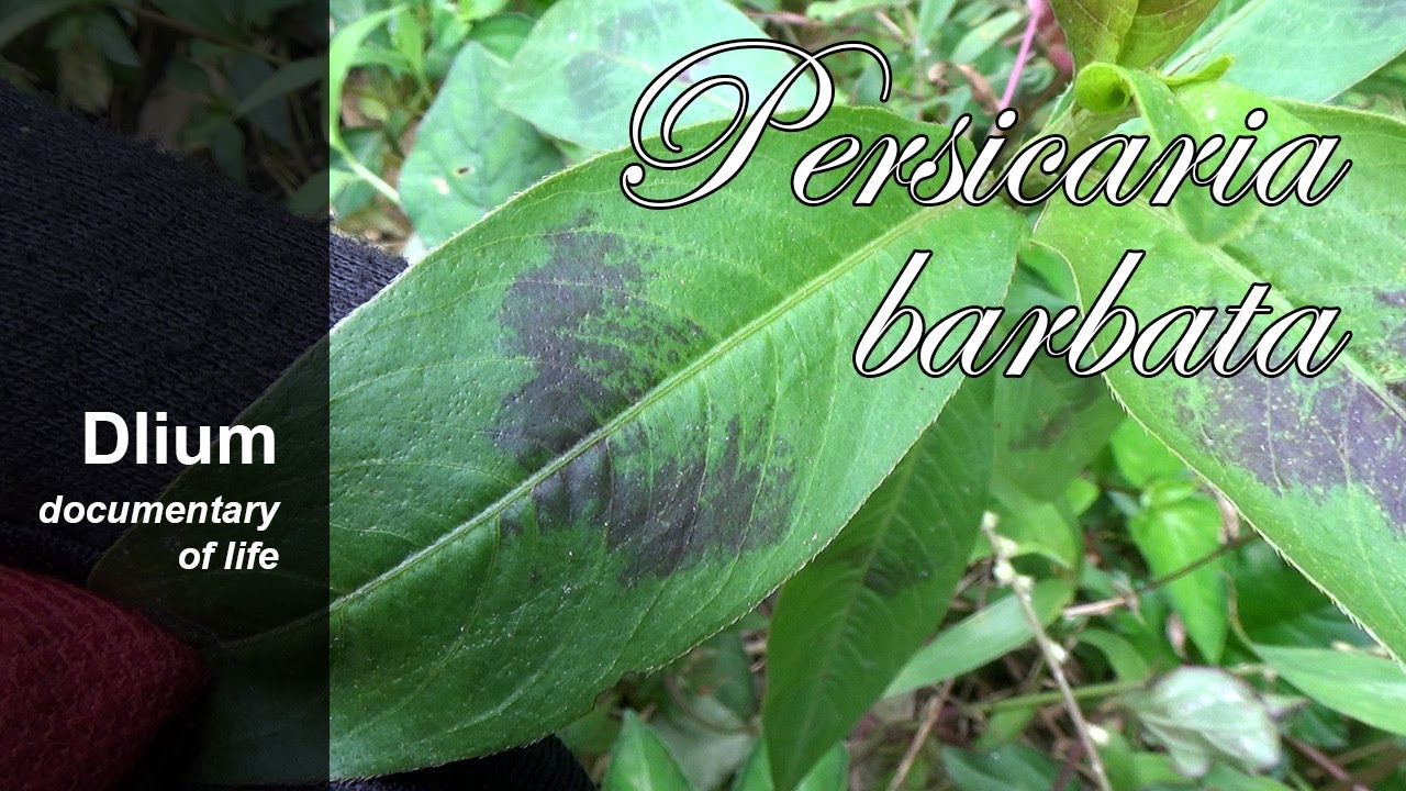 Smartweed (Persicaria barbata) - part 1
