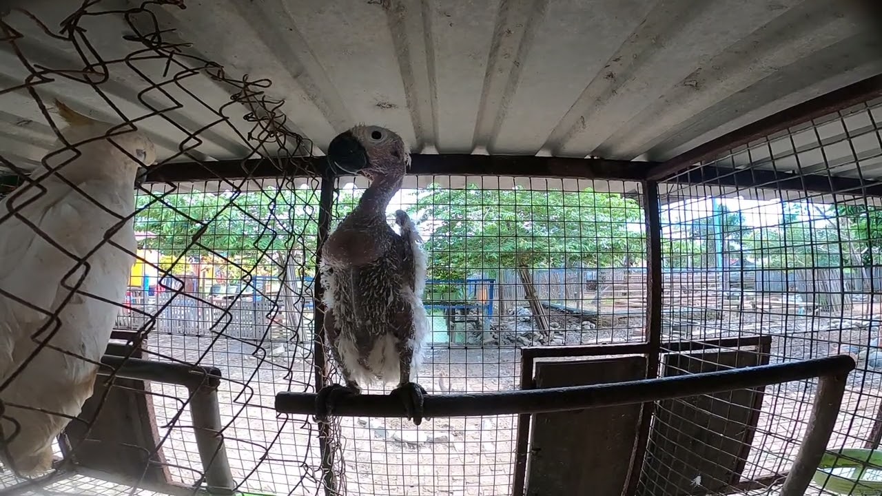 Psitticine Beak and Feather Disease or psittacine circovirus or Psittacine Circoviral Disease (PCD)?