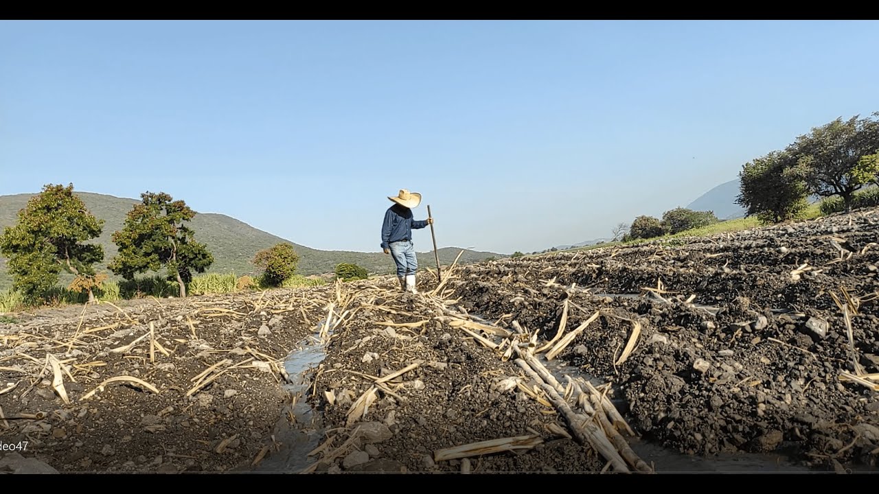 Cultivando caña de Azúcar en el estado de Morelos (Asentando caña o pisando caña)