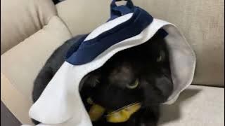 Arabian cat meme 阿拉伯貓 / ft. Punjabi MC Mundian to Bach Ke