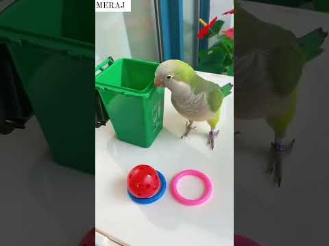 Parrot Playing With