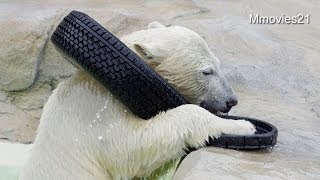 タイヤとフタの合わせ技~ポロロとマルル~Polar Bears are playing