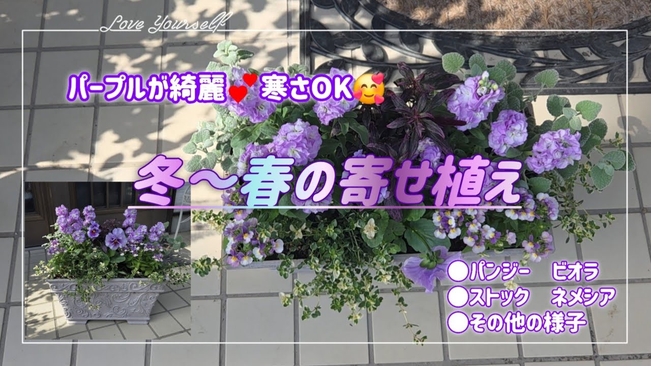 季節問わずこの色に癒されてます💕【冬～春の寄せ植え】ビオラやその他の様子も😊
